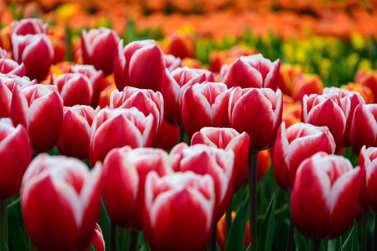 Red Tulips Field - Netherlands